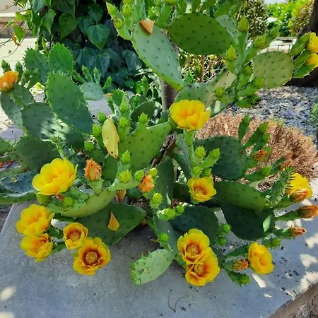 Dalia Apartman Lovran