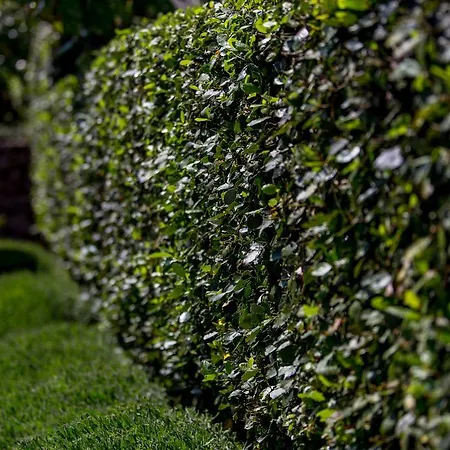 Dalia Apartman Lovran