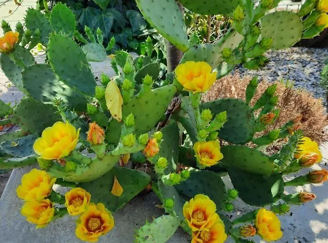 Dalia Apartament Lovran